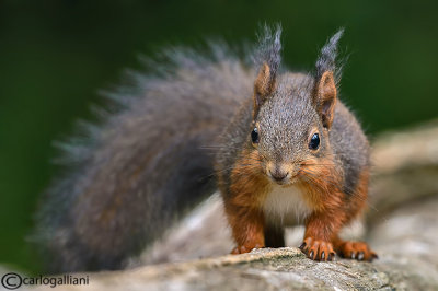 Scoiattolo-Squirrel (Sciurus vulgaris)