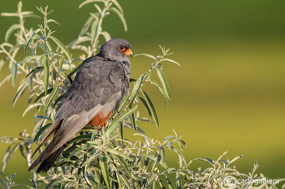 Falco cuculo- Red-footed Falcon (Falco vespertinus)