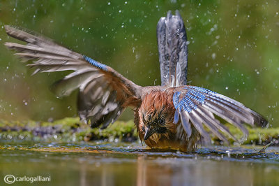 Ghiandaia -Eurasian Jay(Garrulus glandarius)