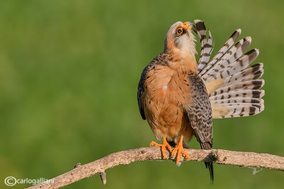 Falco cuculo- Red-footed Falcon (Falco vespertinus)