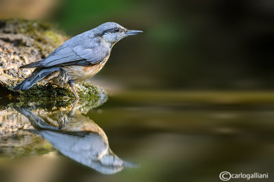 Picchio muratore-Eurasian Nuthatch (Sitta europaea)