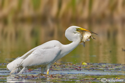 Airone bianco maggiore-Great Egret (Ardea alba)