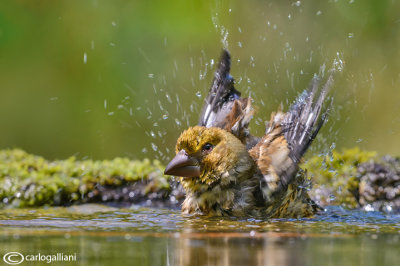 Frosone- Hawfinch (Coccothraustes coccothraustes)