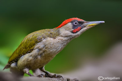 Picchio verde-Green Woodpecker (Picus viridis)