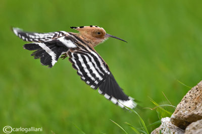 Upupa- Hoopoe (Upupa epops)
