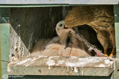 In the nest of Kestrel