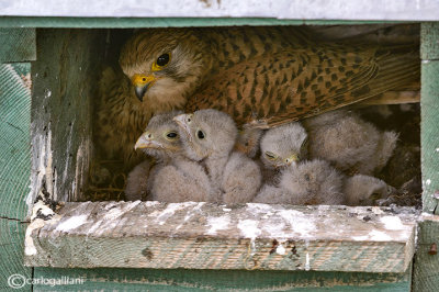 Gheppio -Eurasian Kestrel (Falco tinnunculus)