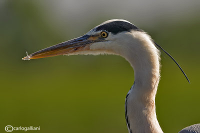 Airone cenerino-Grey Heron (Ardea cinerea)
