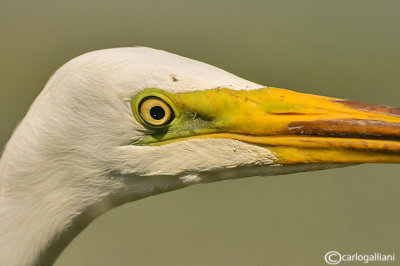 Airone bianco maggiore-Great Egret (Ardea alba)