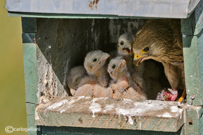 Gheppio -Eurasian Kestrel (Falco tinnunculus)