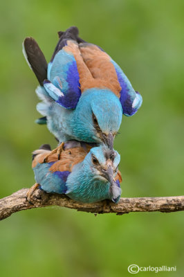 Ghiandaia marina-European Roller (Coracias garrulus)
