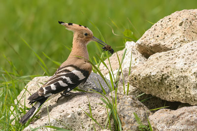 Upupa- Hoopoe (Upupa epops)