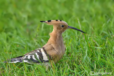 Upupa- Hoopoe (Upupa epops)