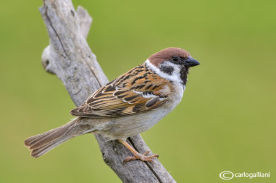Passera mattugia -Eurasian Tree Sparrow (Passer montanus)