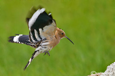 Upupa- Hoopoe (Upupa epops)