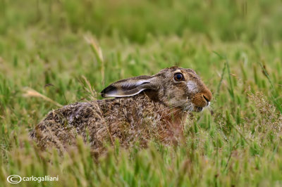 Lepre-European Hare (Lepus europaeus )