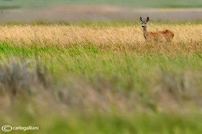 Capriolo-Roe Deer (Capreolus capreolus)