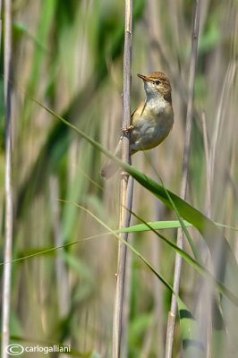 Cannaiola verdognola-Marsh Warbler (Acrocephalus palustris)