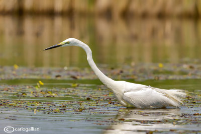 Airone bianco maggiore-Great Egret (Ardea alba)