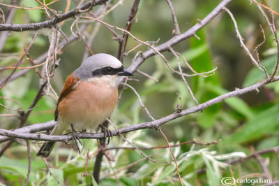 Averla piccola -Red-backed Shrike(Lanius collurio)