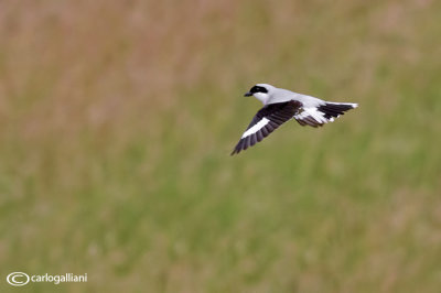 Averla maggiore- Great Grey Shrike (Lanius excubitor)