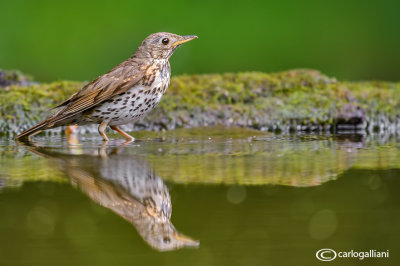 Tordo bottaccio - Song Thrush (Turdus philomelos )