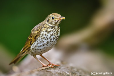 Tordo bottaccio - Song Thrush (Turdus philomelos )