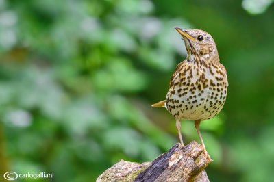 Tordo bottaccio - Song Thrush (Turdus philomelos )