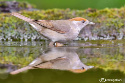 Capinera-Blackcap(Sylvia atricapilla)