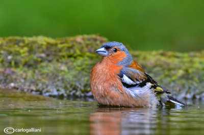 Fringuello- Chaffinch (Fringilla coelebs)