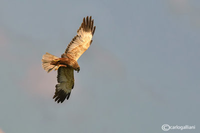 Falco di palude-Western Marsh Harrier (Circus aeruginosus)
