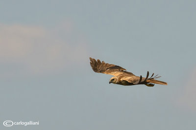 Falco di palude-Western Marsh Harrier (Circus aeruginosus)