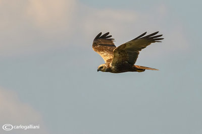 Falco di palude-Western Marsh Harrier (Circus aeruginosus)
