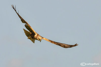 Falco di palude-Western Marsh Harrier (Circus aeruginosus)
