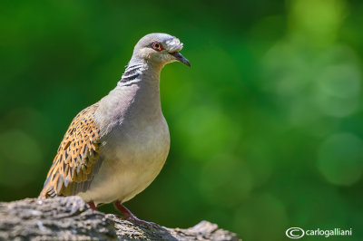 Tortora-Eurasian Turtle Dove (Streptopelia turtur)