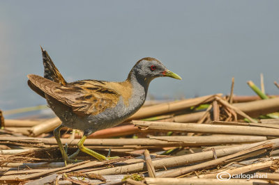 Schiribilla - Little Crake (Porzana parva)	