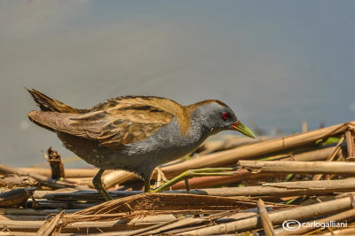 Schiribilla - Little Crake (Porzana parva)