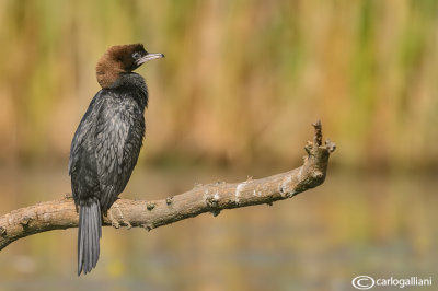 Marangone minore - Pygmy Cormorant ( Phalacrocorax pygmaeus )