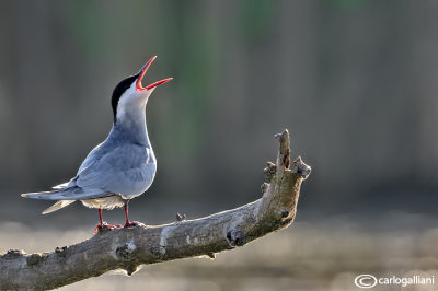 Mignattino piombato-Whiskered Tern (Chlidonias hybridus)