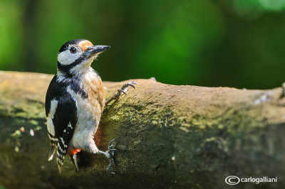 Picchio rosso maggiore-Great Spotted Woodpecker (Dendrocopos major))