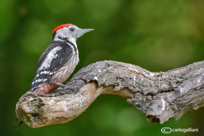 Picchio rosso mezzano - Middle Spotted Woodpecker (Dendrocopos medius)
