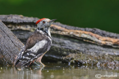 Picchio rosso mezzano - Middle Spotted Woodpecker (Dendrocopos medius)