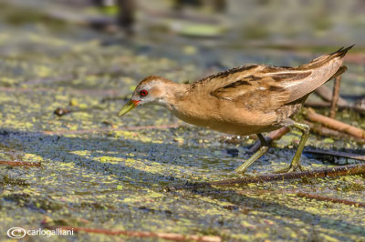 Schiribilla - Little Crake (Porzana parva)	