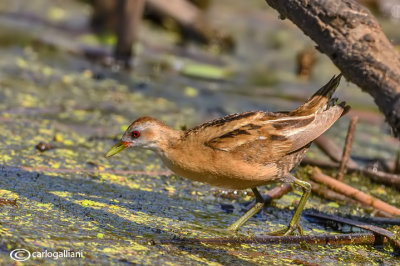 Schiribilla - Little Crake (Porzana parva)	