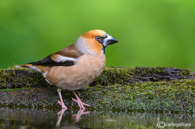 Frosone- Hawfinch (Coccothraustes coccothraustes)