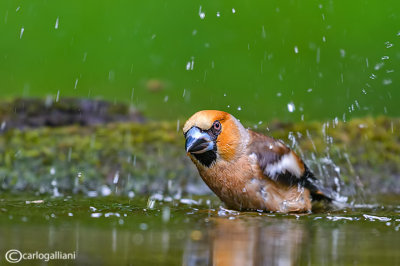 Frosone- Hawfinch (Coccothraustes coccothraustes)