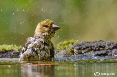 Frosone- Hawfinch (Coccothraustes coccothraustes)