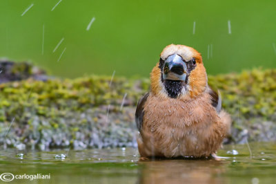 Frosone- Hawfinch (Coccothraustes coccothraustes)