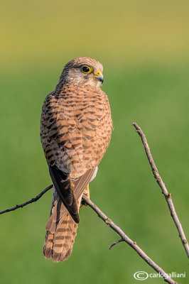 Gheppio -Eurasian Kestrel (Falco tinnunculus)