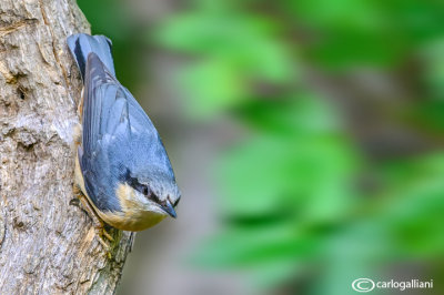 Picchio muratore-Eurasian Nuthatch (Sitta europaea)